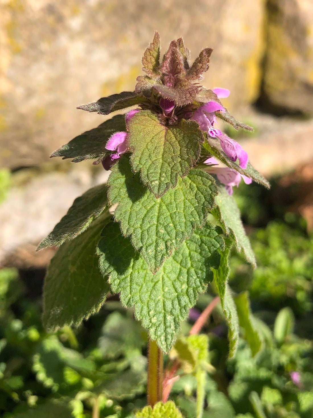 Lamium purpureum - Or, How I Fell in Love with Herbalism